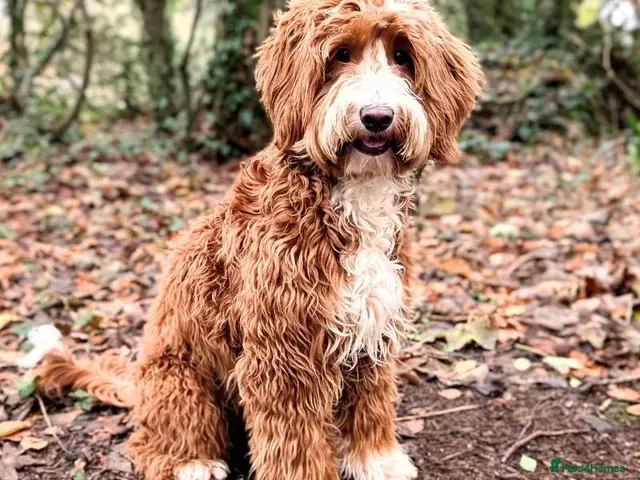 Goldendoodle dogs Australian Db Doodle Proven Stud Health tested - Advert 2