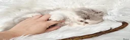 British Shorthair cats for sale: Stunning loving British longhair  - Advert 31