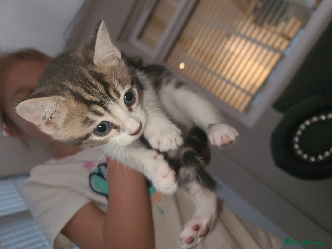 Mixed Breed cats for sale: Lilac & gold kittens  - Advert 6