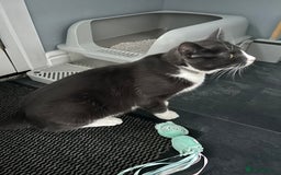 British Shorthair cats for sale: Beautiful blue and white siblings  - Advert 4