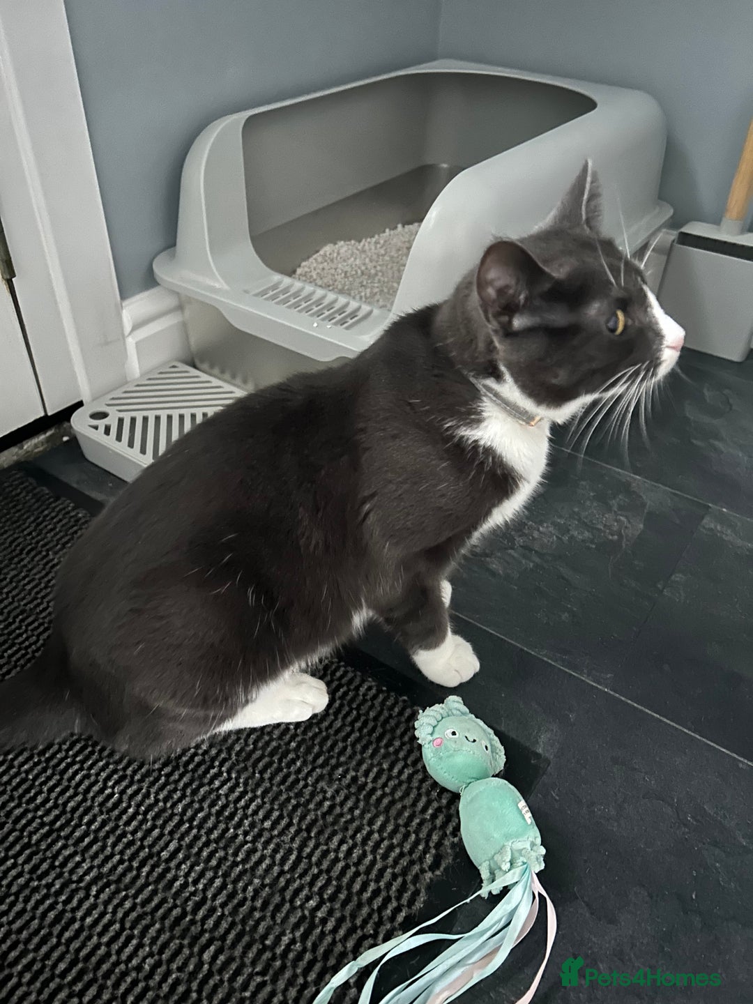 British Shorthair cats for sale: Beautiful blue and white siblings  - Advert 4