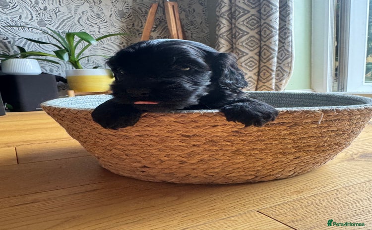 Cockapoo dogs - Advert 2