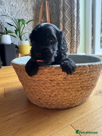 Cockapoo dogs - Advert 15