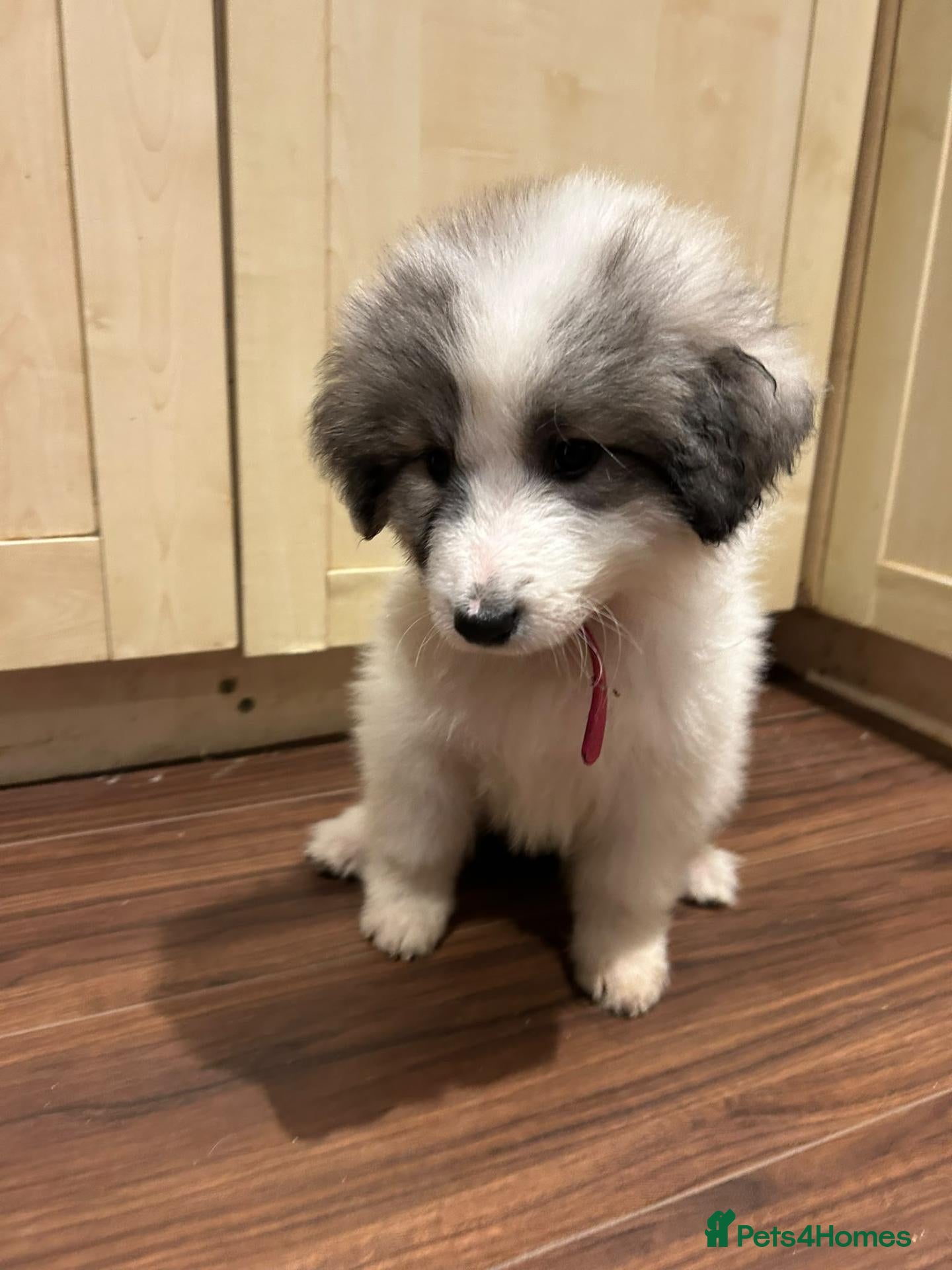 Pyrenean Mountain Dog dogs LAST GIRL READY FOR COLLECTION NOW KC REGISTERED  - Advert 4