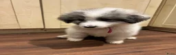 Pyrenean Mountain Dog dogs for sale: LAST GIRL READY FOR COLLECTION NOW KC REGISTERED  - Advert 1