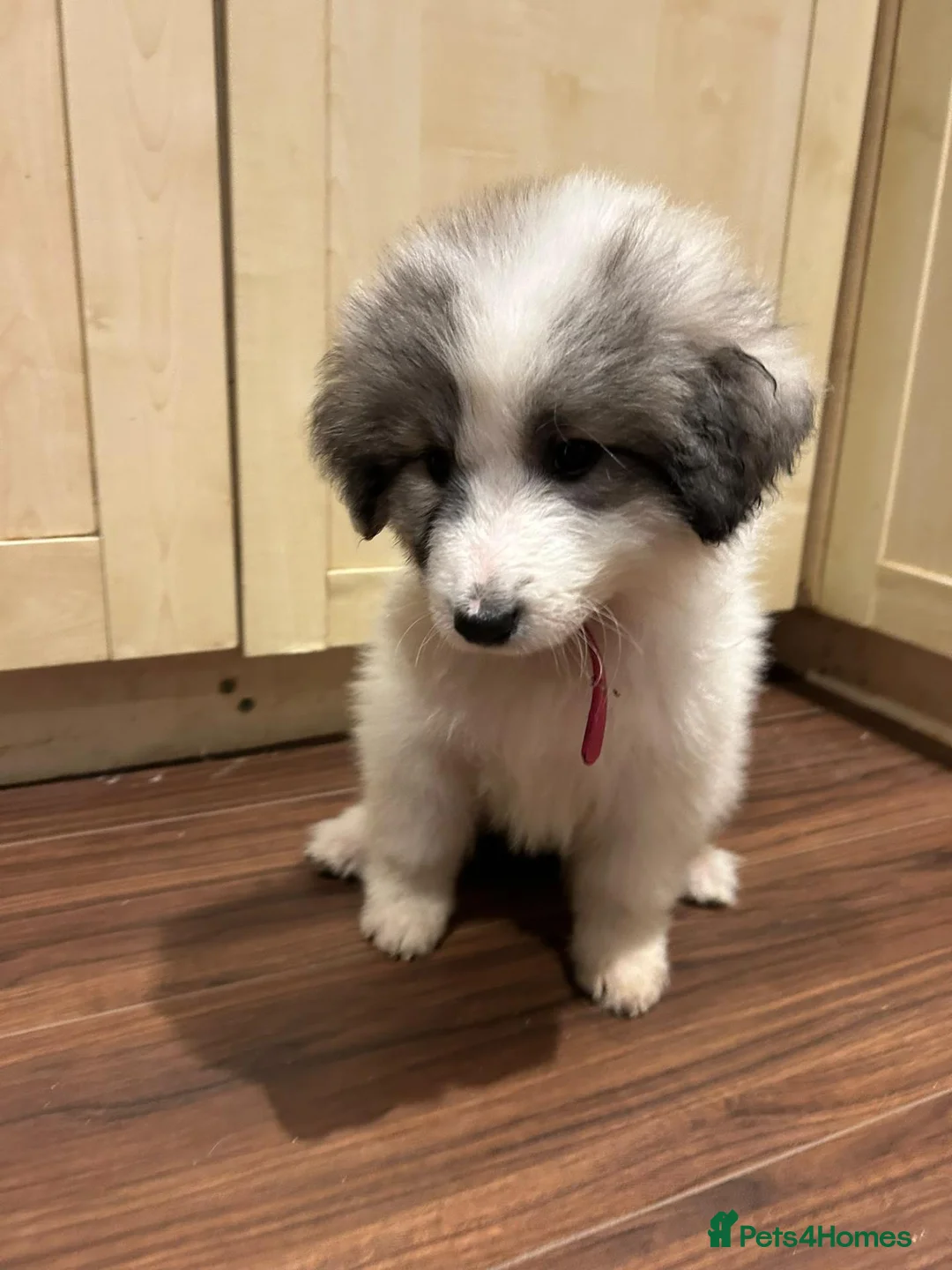Pyrenean Mountain Dog dogs for sale: LAST GIRL READY FOR COLLECTION NOW KC REGISTERED  - Advert 1