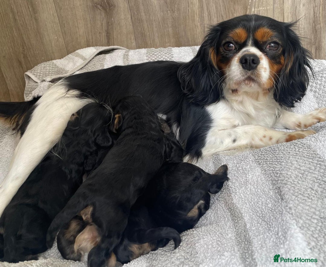 Cavapoo dogs for sale: Beautiful cavapoos  - Image 3