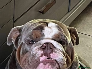 English Bulldog dogs - Advert 6