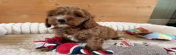 Cavapoo dogs for sale: Beautiful F1 Red Cavapoo puppies  - Advert 5