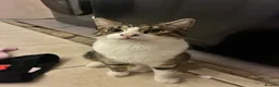 Mixed Breed cats for sale: Male and female 6 month kittens - Advert 10