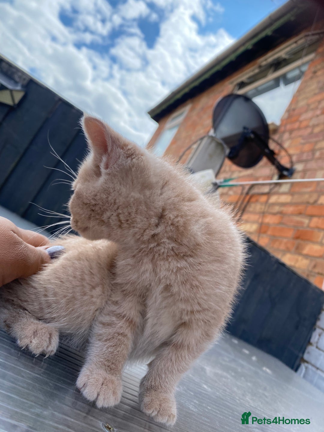 British Shorthair cats for sale: X BSH kittens - Image 32