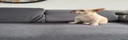 French Bulldog dogs for sale: Beautiful New Shade Isabella French Bulldog Puppy - Advert 6