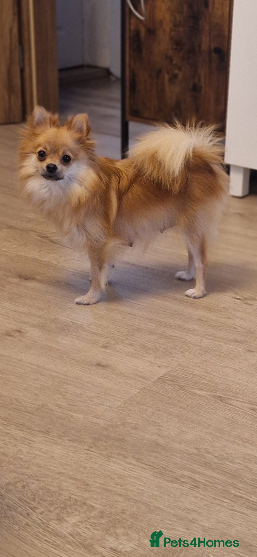 Pomeranian dogs Puppy pomeranian - Advert 1