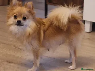 Pomeranian dogs Puppy pomeranian - Advert 1