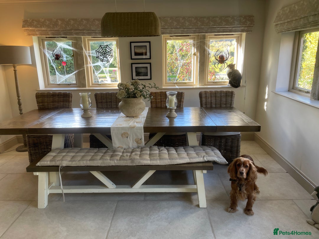 Cocker Spaniel dogs for sale: Lovely natured spaniel puppies - Image 10