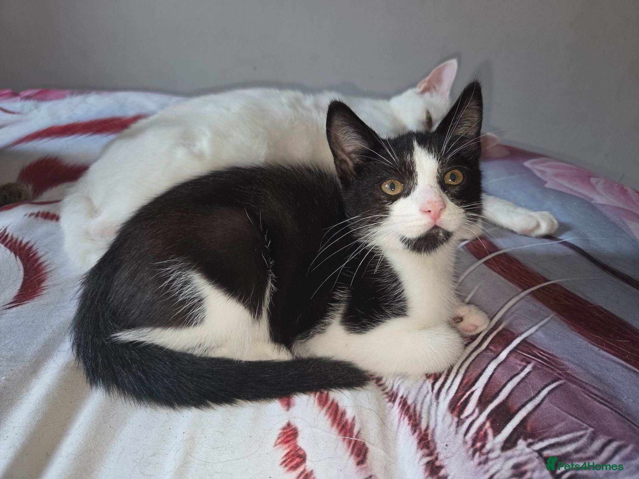 Domestic Shorthair cats 1 male tuxedo kitten. 12 week old - Advert 16