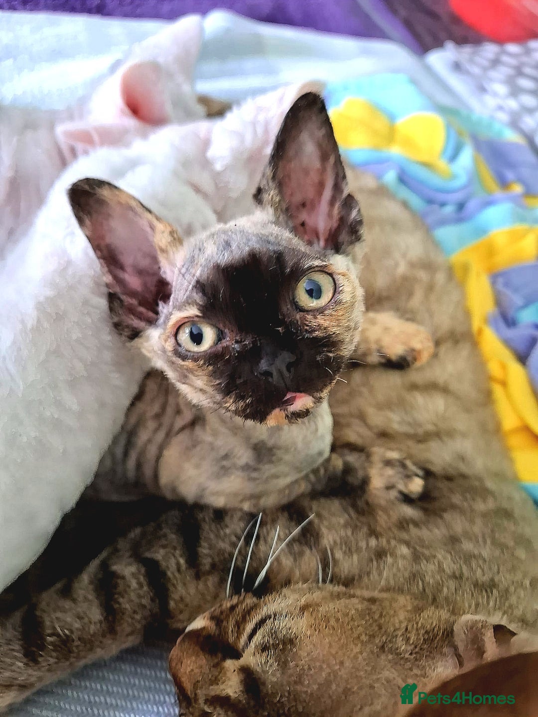Devon Rex cats for sale: Devon Rex kittens GCCF registered  - Image 8
