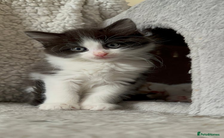 British Shorthair cats - Advert 1