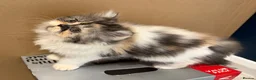 Persian cats for sale: Beautiful Pedigree Persian Kittens ready NOW - Advert 17