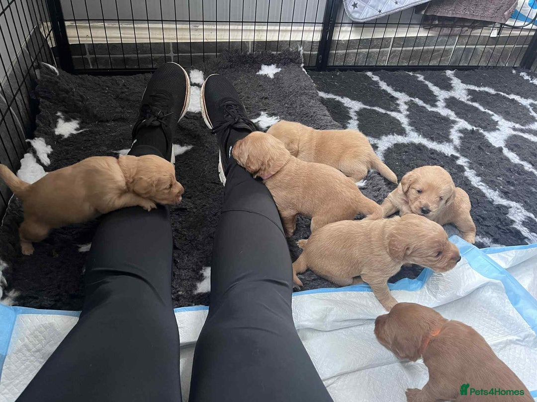 Mixed Breed dogs for sale: Beutiful litter of pups ONLY 4 girls left.  - Image 4