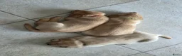 Labrador Retriever dogs for sale: 4 beautiful Labrador boys for family/work buddy in Aberaeron - Advert 4