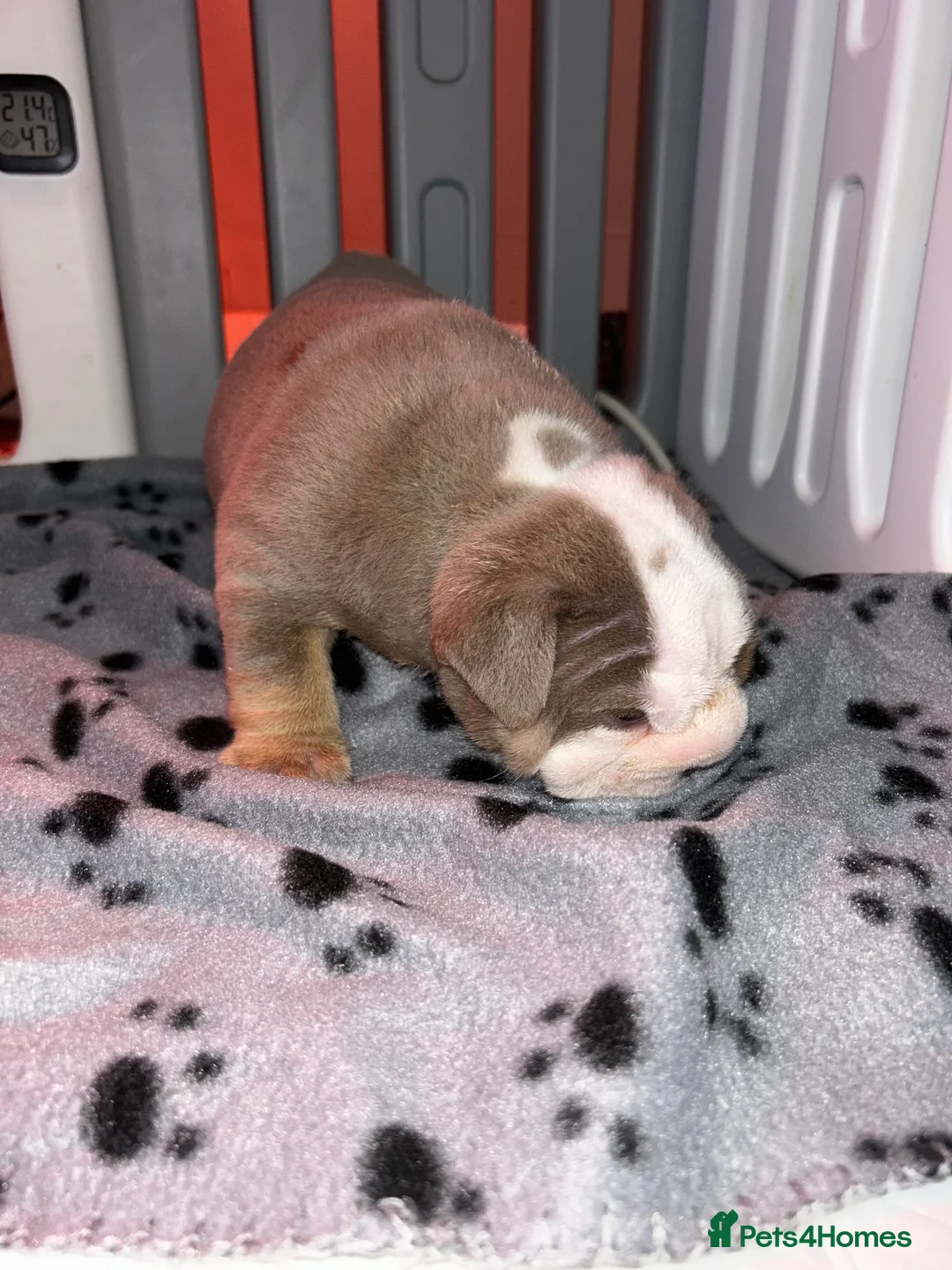 English Bulldog dogs for sale: KOBE X DARLA 5x SMALL COMPACT UNREAL🔥 - Advert 33