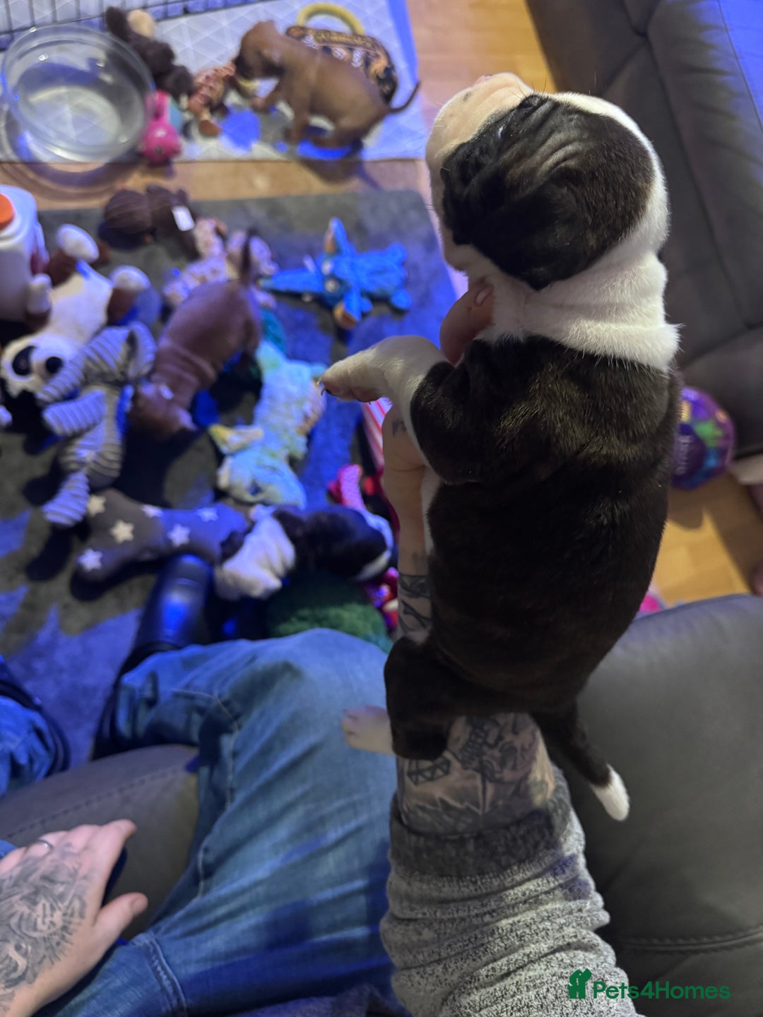 Staffordshire Bull Terrier dogs for sale: Stunning Female  Staffy x Pups - Advert 9