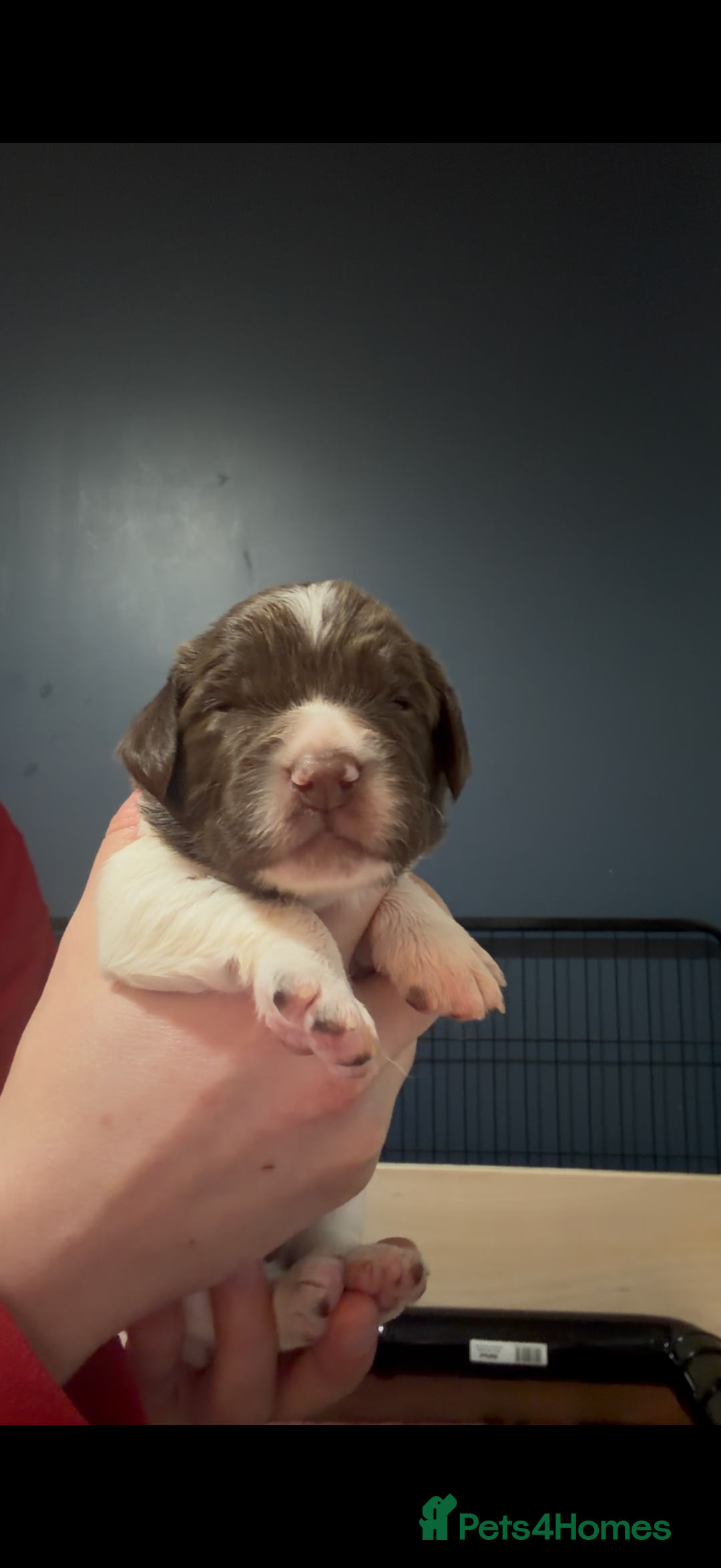 English Springer Spaniel dogs for sale: KC Registered English Springer Spaniel puppies - Advert 14