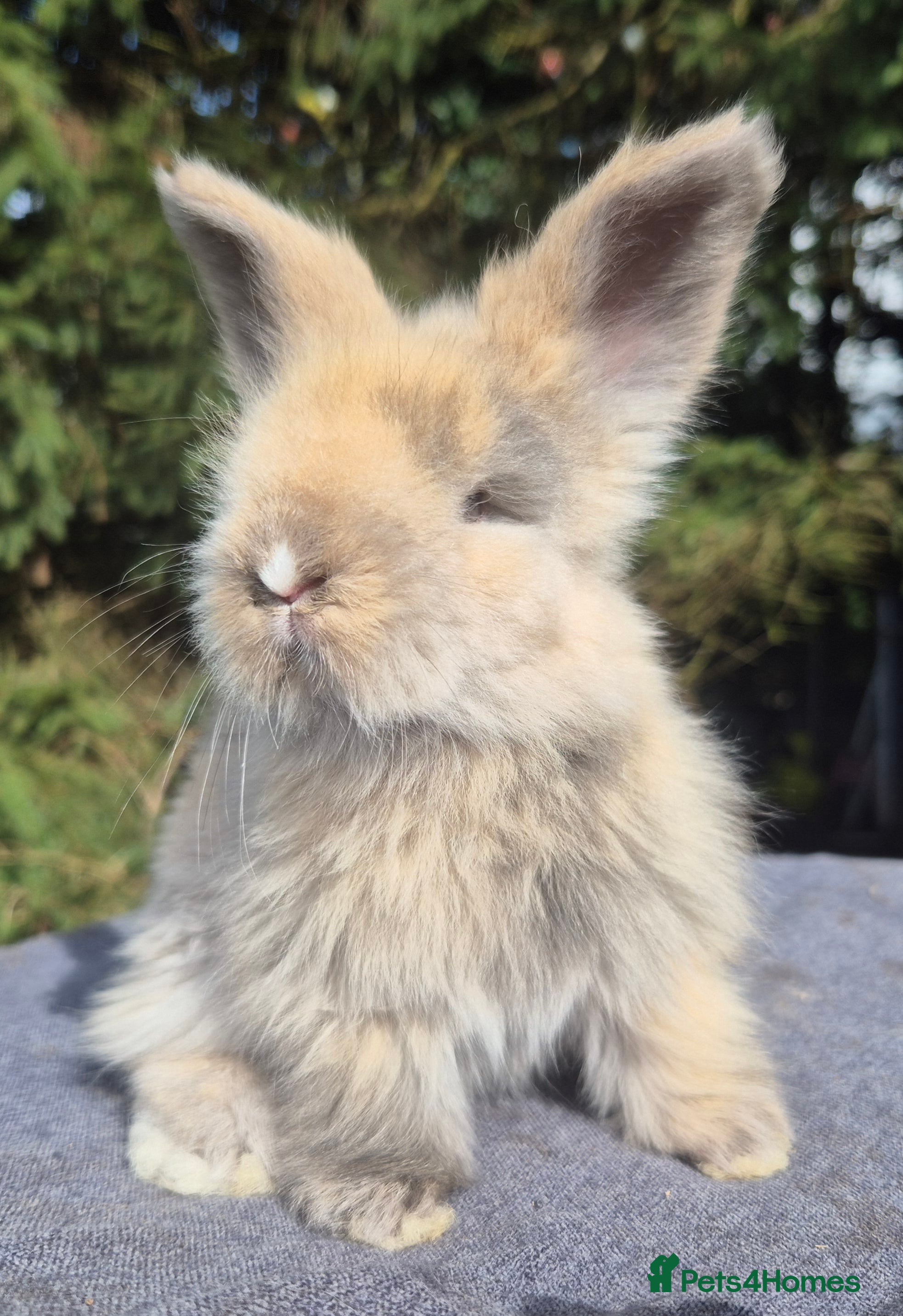 Angora rabbits 💙Stunning angora boys-imported parents💙  - Advert 5