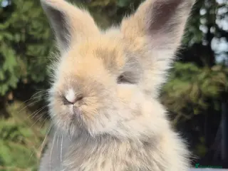 Angora rabbits 💙Stunning angora boys-imported parents💙 - Advert 5