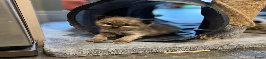 Ragdoll Kitten 2