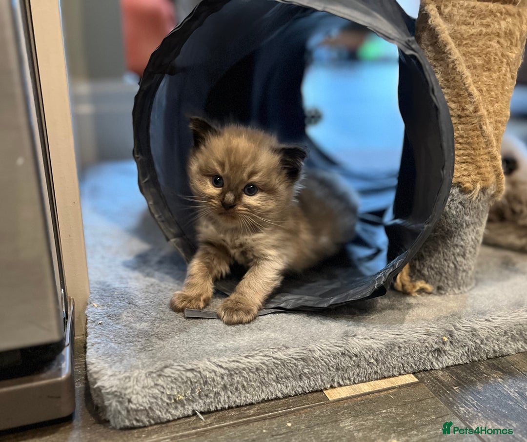 Ragdoll cats for sale: Beautiful Ragdoll boys  - Image 2