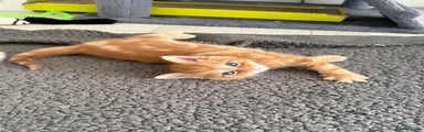 Ginger Male Kitten
