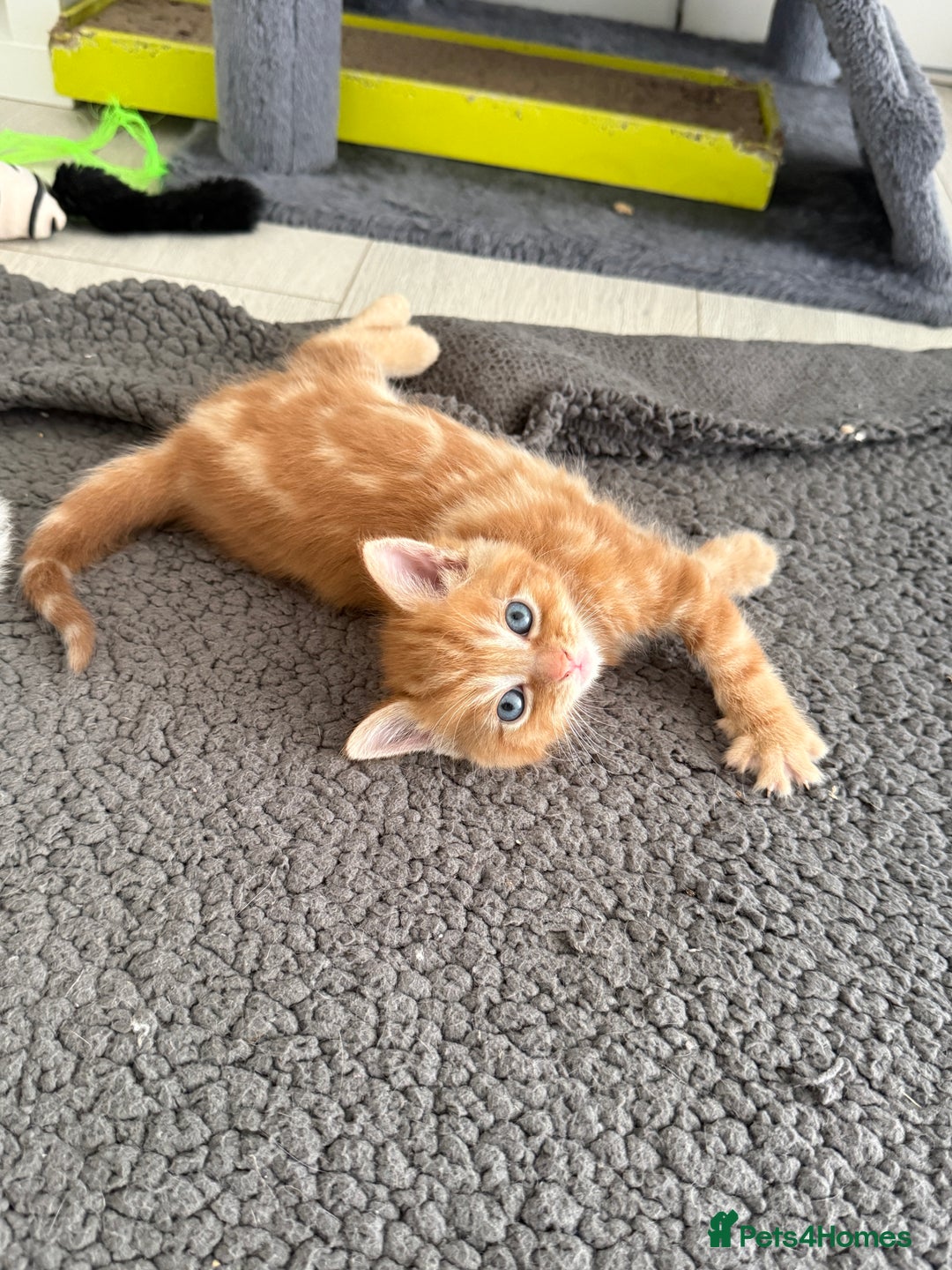 Turkish Angora cats for sale: Cute Turkish Angora x British Shorthair Kittens - Advert 21