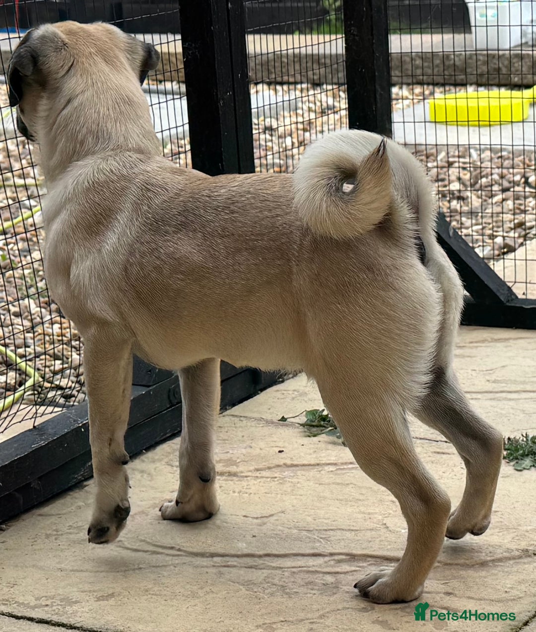 Pug dogs for sale: FAWN PUG PUPPY GIRL - Image 4