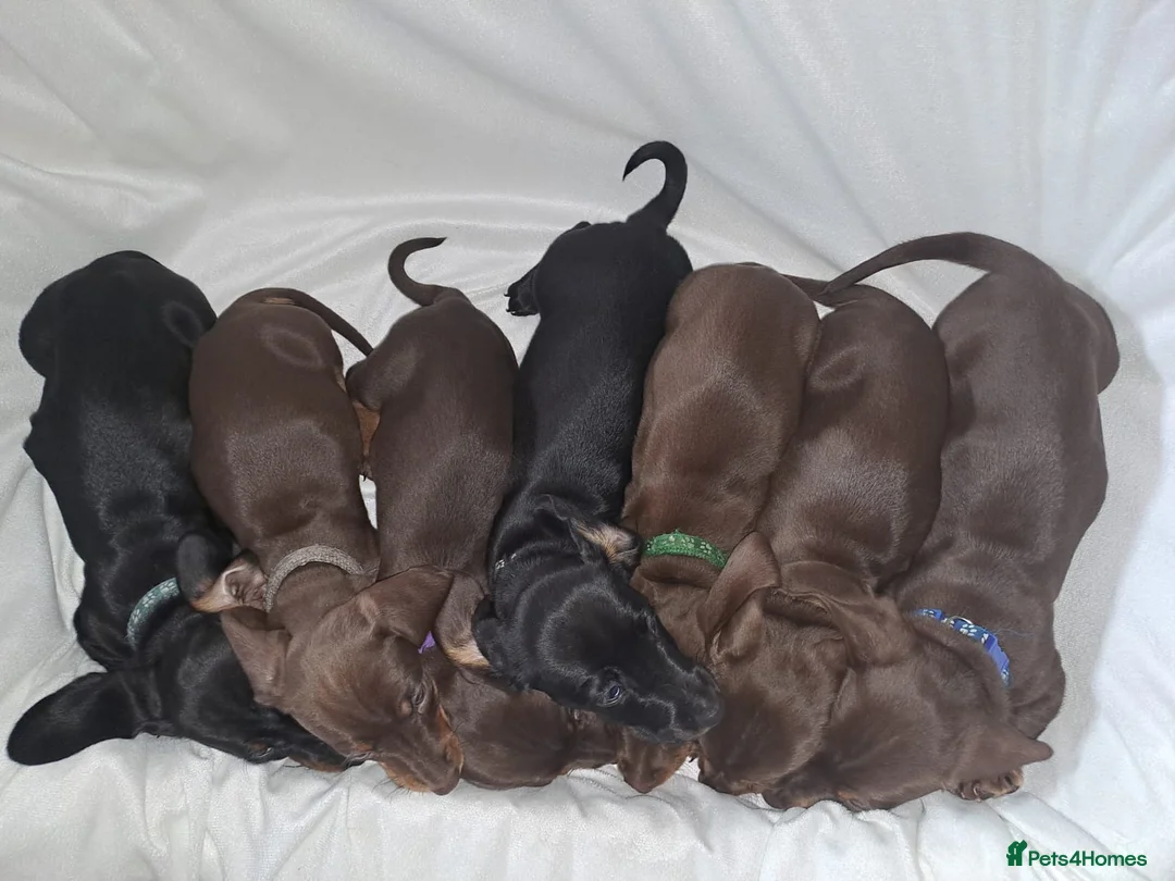 Dachshund dogs for sale: Dachshund puppies - Advert 1