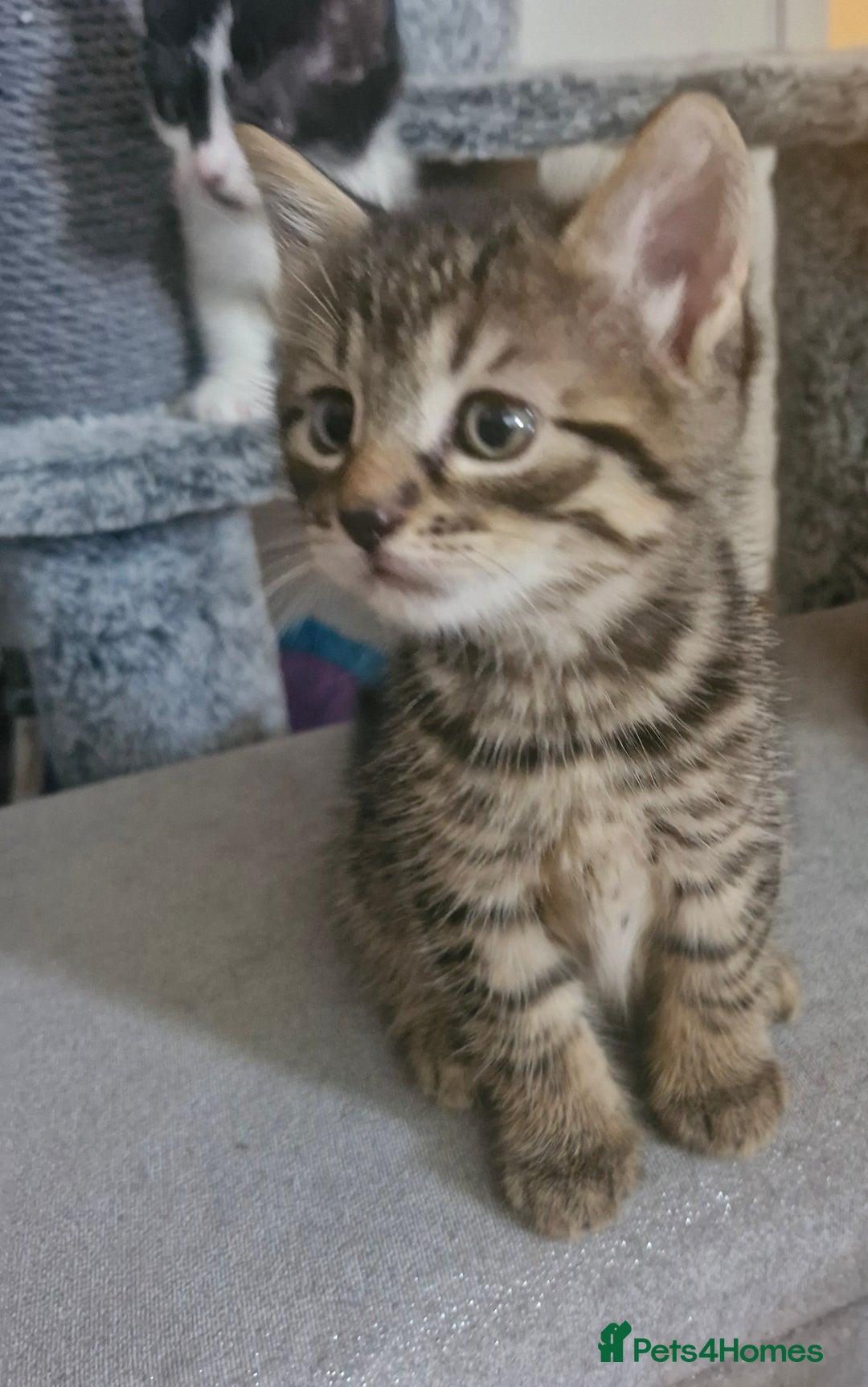 Mixed Breed cats for sale: Kittens - Image 4