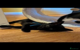 Mixed Breed cats for sale: Blue point siamese x domestic cat - Image 12