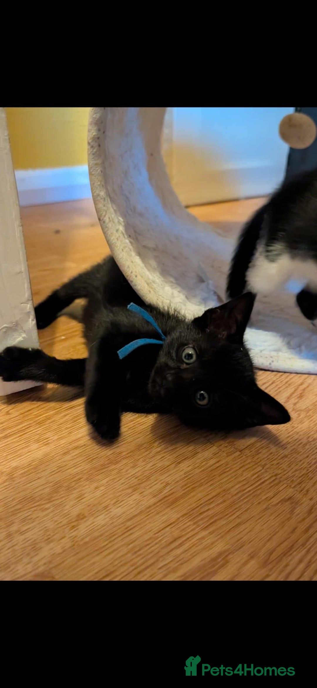 Mixed Breed cats for sale: Blue point siamese x domestic cat - Image 12