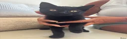 Domestic Shorthair cats for sale: 3 male domestic shorthair kittens in Barnsley - Advert 3