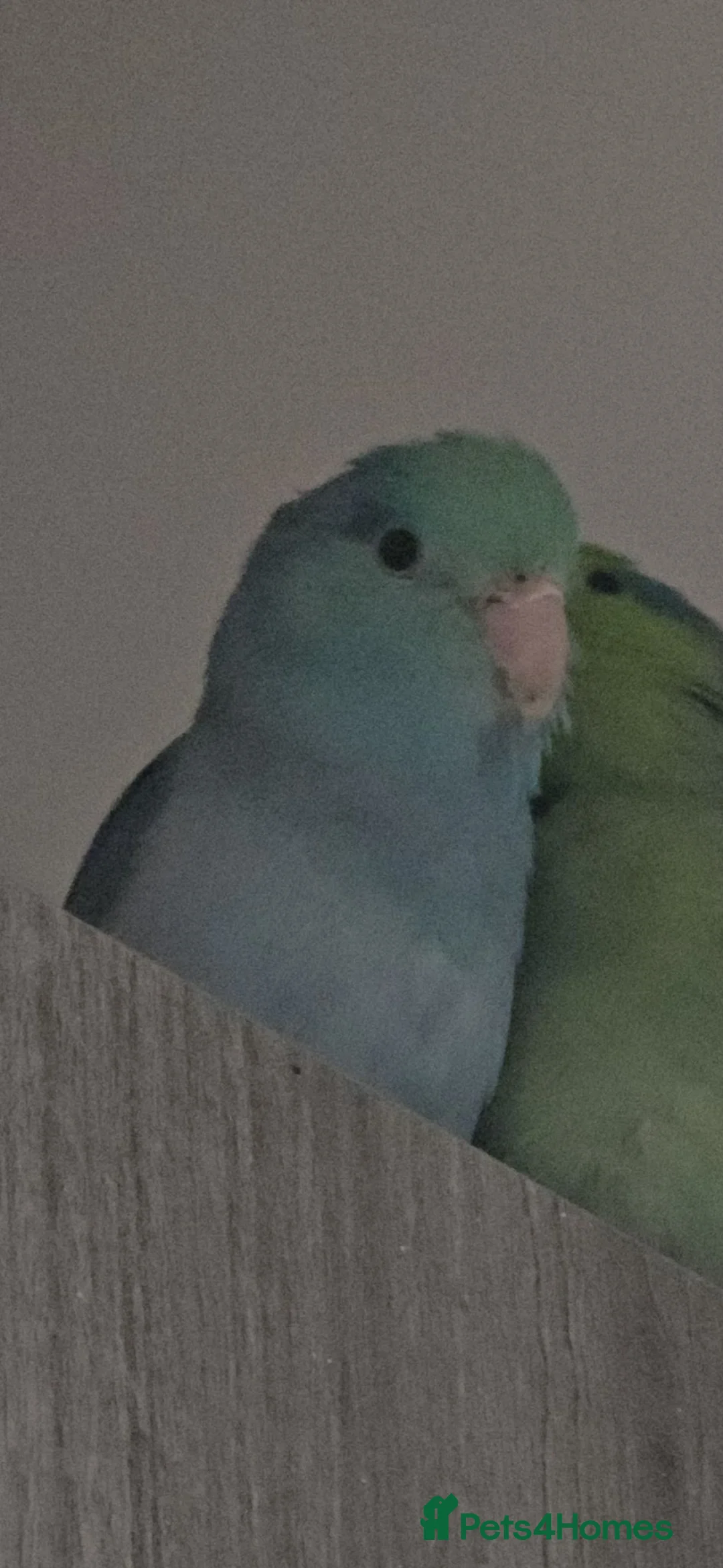 Parrots birds for sale: Pacific Parrotlet - Advert 2