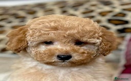 Cockapoo dogs for sale: Paddinton, Yogi & Barnaby -Teddy Bear Cockapoos - Image 4