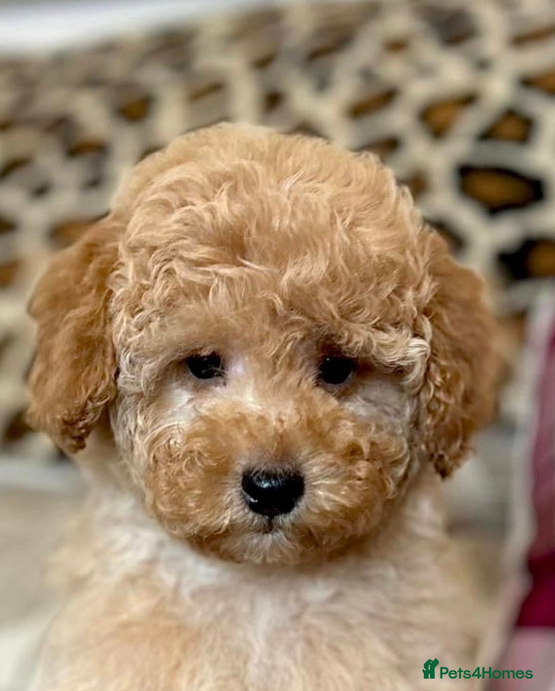 Cockapoo dogs for sale: Paddinton, Yogi & Barnaby -Teddy Bear Cockapoos - Image 4