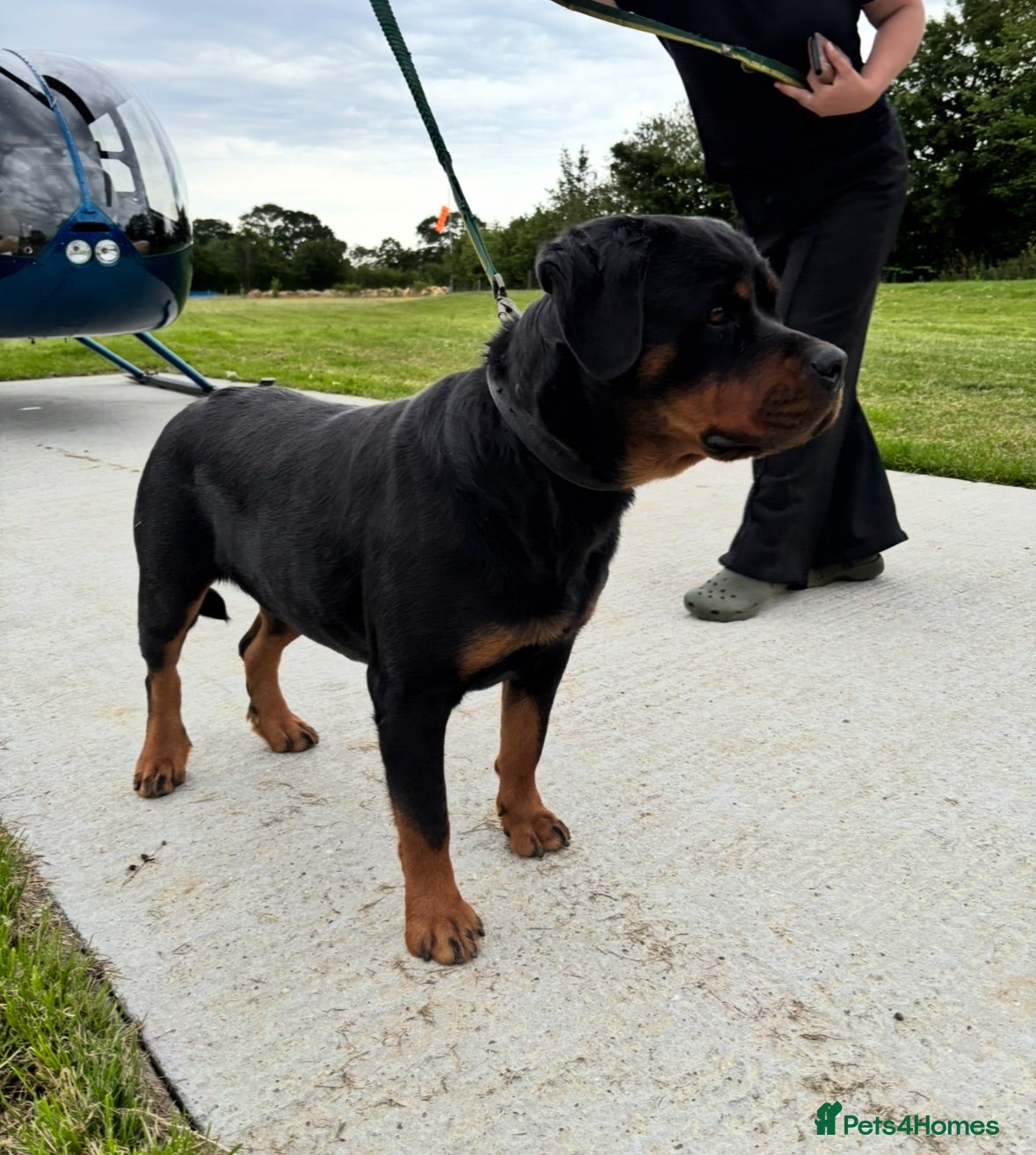 Rottweiler dogs Imported Rottweiler girl  - Advert 7