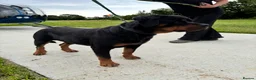 Rottweiler dogs for sale: Imported Rottweiler girl  - Advert 1