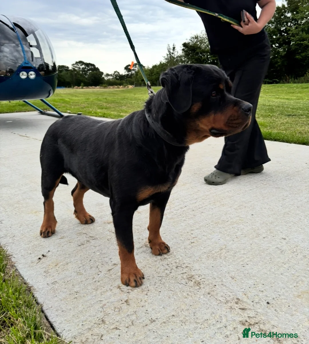 Rottweiler dogs for sale: Imported Rottweiler girl  - Advert 1