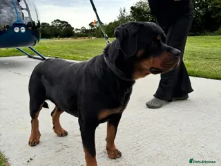 Rottweiler dogs Imported Rottweiler girl - Advert 1