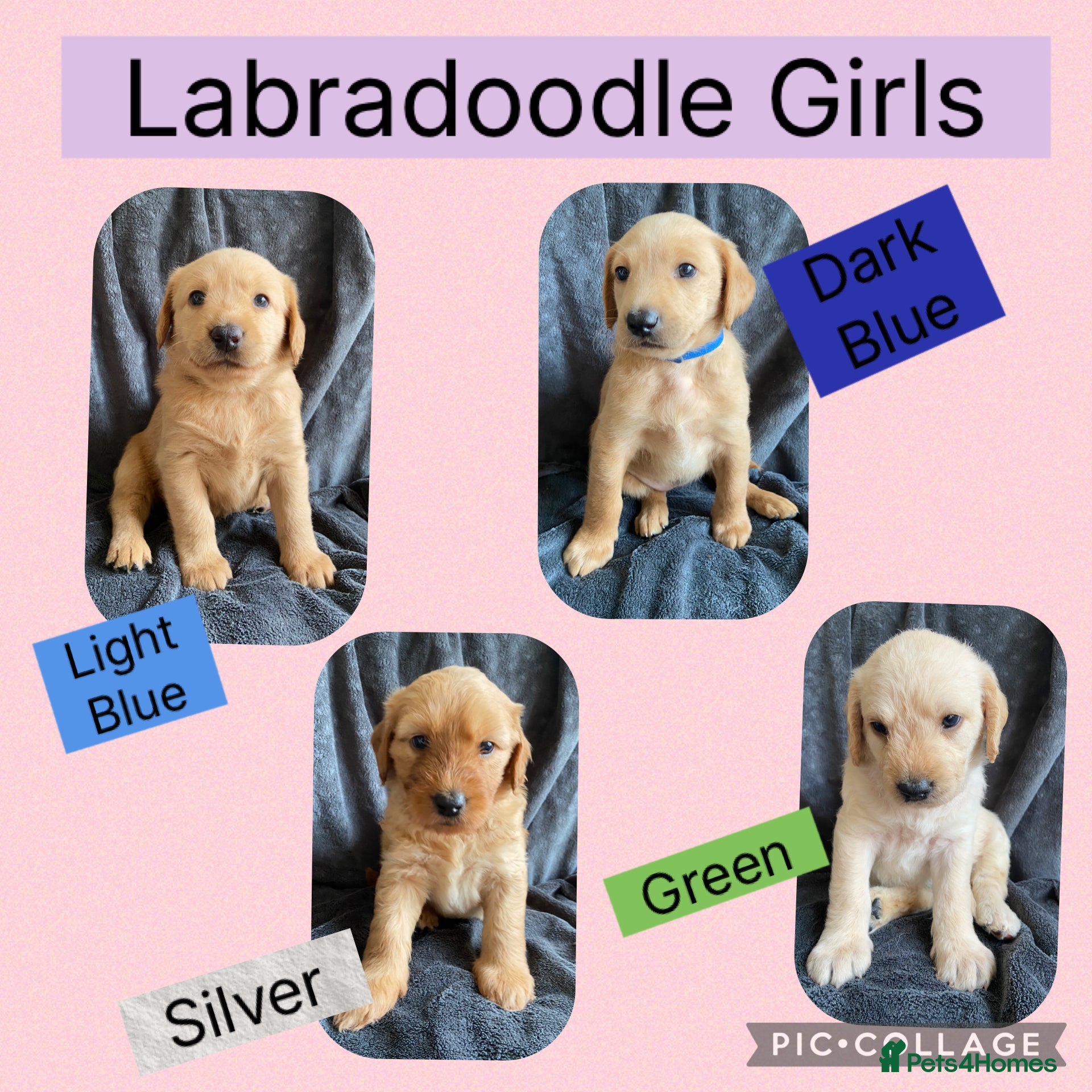 Labradoodle dogs School Dog Labradoodles Multigen - Advert 8