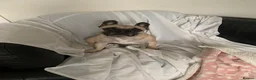 French Bulldog dogs for sale: Loving Home Wanted - Frenchie  - Advert 5