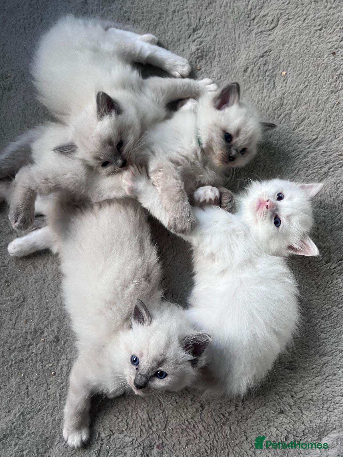Ragdoll cats Gorgeous Ragdoll kittens for sale - Advert 1